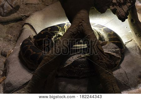 A Burmese python under a heat lamp