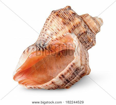 Seashell rapana vertically rotated isolated on white background