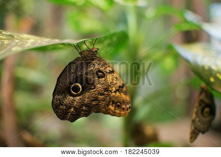 Close Up On Owl Butterfly (caligo Memnon)
