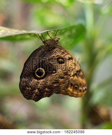 Close Up On Owl Butterfly (caligo Memnon)