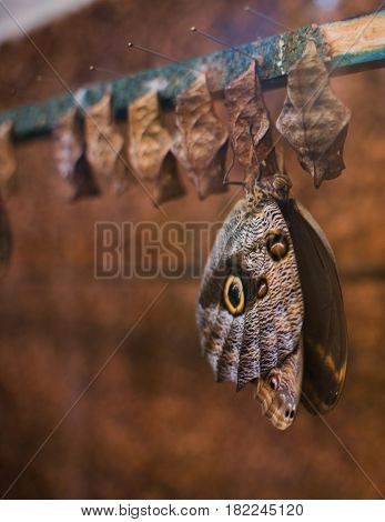 Close Up On Owl Butterfly (caligo Memnon)