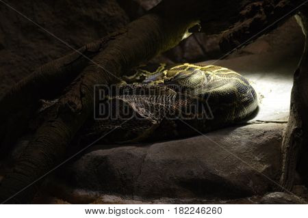 A Burmese python under a heat lamp