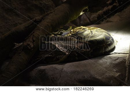 A Burmese python under a heat lamp