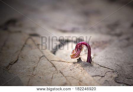 A young sprout makes its way through last year's foliage