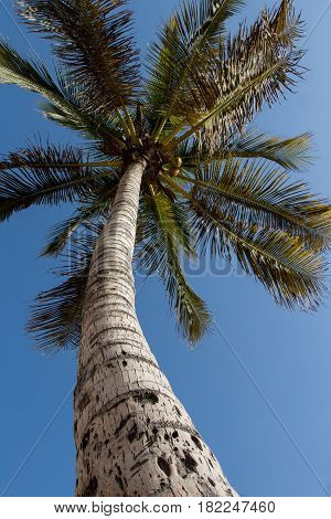 Palm tree with a blue sky background
