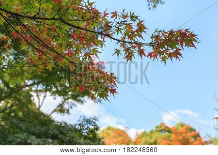 Maple trees in the garden against blue sky during autumn season at Kyoto Japan