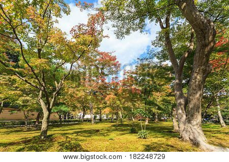 Autumn trees in the garden at Kinkakuji temple Kyoto Japan