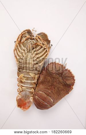 slipper lobster on the white background