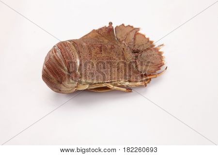 slipper lobster on the white background