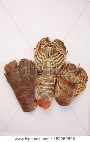 slipper lobster on the white background