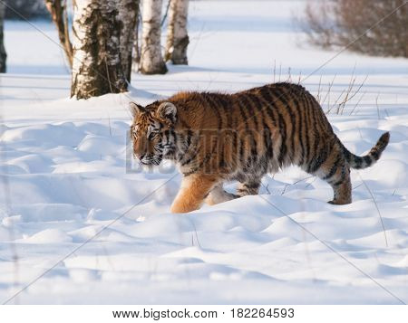 Panthera tigris altaica - Amur tiger walking in the snow. Action wildlife scene with dangerous animal