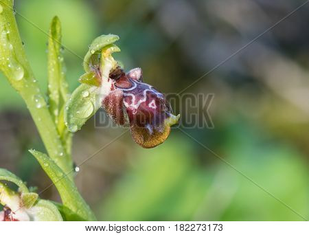 Ophrys kotschyi wild orchid plant with fresh blooming flower.