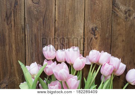 Pink tulips on the wooden background. Pink tulip. Tulips. Flowers. Flower background. Flowers photo concept. Colored tulips. Petals. Holidays photo concept. Copyspace. Peony Tulip