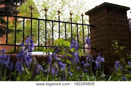 Low shot of bluebells from ground with Victorian style garden railings and brick pillar in front garden of English suburban house and residential house with turret in the background