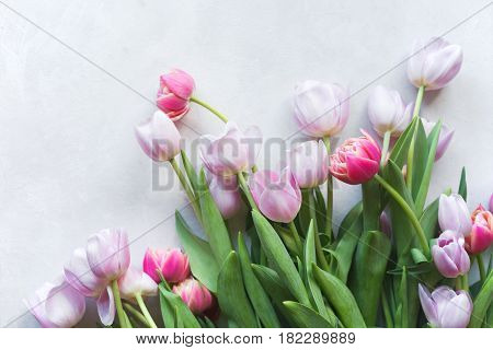 Pink tulip. Tulips. Flower background. Flowers photo concept. Holidays photo concept. Pink tulips on gray abstract background. Pink tulip. Tulips. Flowers. Flower background. Copyspace. Peony Tulip