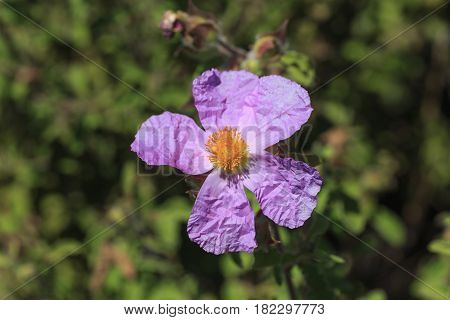 Beautiful Flower With Yellow Stamen And Wrinkled Violt Petals Against Blurred Yellow Background