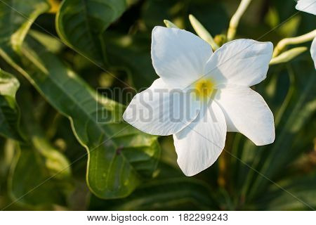 White flowers and light sunshine in the afternoon.
