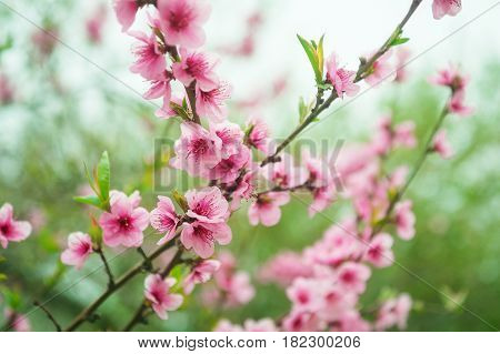Beautiful Sakura flower on white background.Shallow DOF by wide aperture.