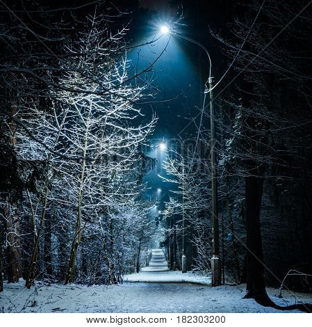 Trees covered with snow in the winter night. Empty park with the lane lit by lanterns.