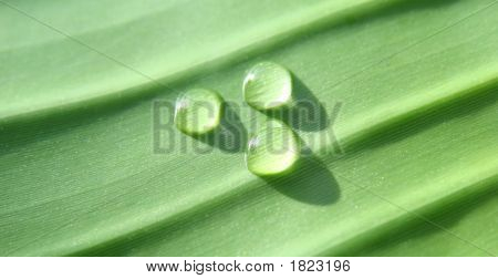 หยด