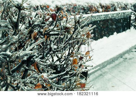 Frozen bushes on the background of a bench