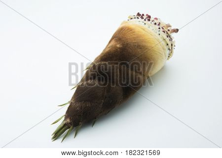 fresh harvested bamboo shoot or bamboo sprouts with outer husk still intact, isolated on natural white background.