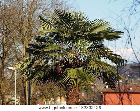 Palm Tree Top