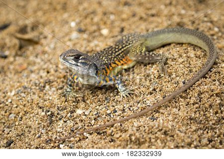 Image of Butterfly Agama Lizard (Leiolepis Cuvier) on the sand. Reptile Animal