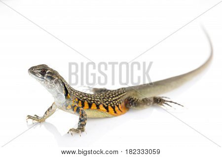 Image of Butterfly Agama Lizard (Leiolepis Cuvier) on white background. Reptile Animal