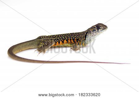 Image of Butterfly Agama Lizard (Leiolepis Cuvier) on white background. Reptile Animal