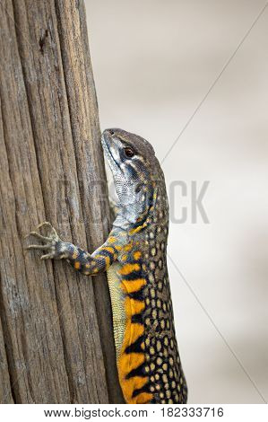 Image of Butterfly Agama Lizard (Leiolepis Cuvier). Reptile Animal