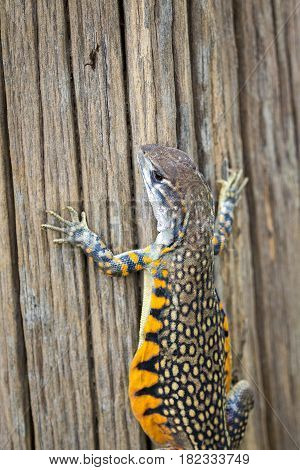 Image of Butterfly Agama Lizard (Leiolepis Cuvier). Reptile Animal