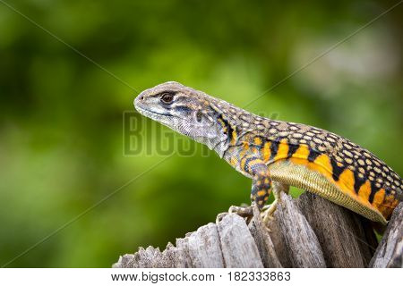 Image of Butterfly Agama Lizard (Leiolepis Cuvier) on nature background. . Reptile Animal