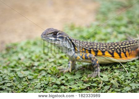 Image of Butterfly Agama Lizard (Leiolepis Cuvier) on the green grass. Reptile Animal