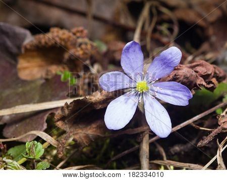 Hepatica nobilis liverleaf or liverwort flower macro with soft edges selective focus shallow DOF.