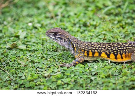 Image of Butterfly Agama Lizard (Leiolepis Cuvier) on the green grass. Reptile Animal
