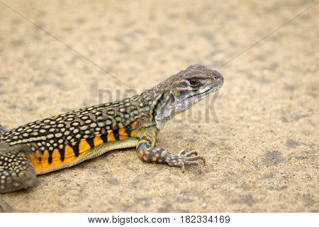 Image of Butterfly Agama Lizard (Leiolepis Cuvier) on the ground. Reptile Animal
