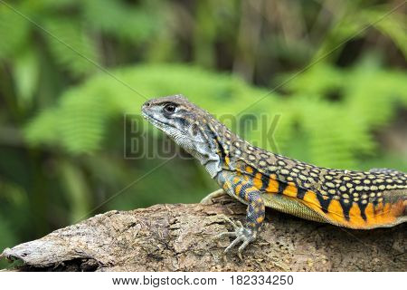 Image of Butterfly Agama Lizard (Leiolepis Cuvier) on nature background. . Reptile Animal