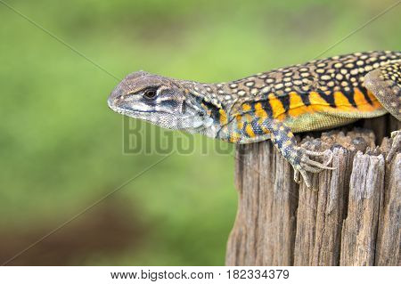 Image of Butterfly Agama Lizard (Leiolepis Cuvier) on nature background. . Reptile Animal