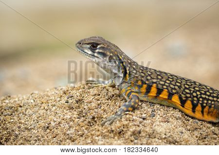 Image of Butterfly Agama Lizard (Leiolepis Cuvier) on the sand. Reptile Animal