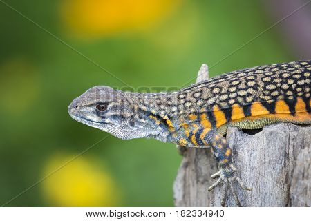Image of Butterfly Agama Lizard (Leiolepis Cuvier) on nature background. . Reptile Animal