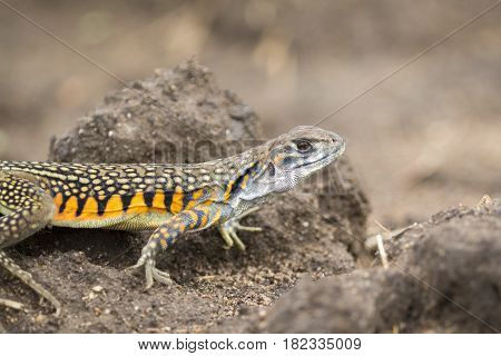 Image of Butterfly Agama Lizard (Leiolepis Cuvier) on nature background. . Reptile Animal