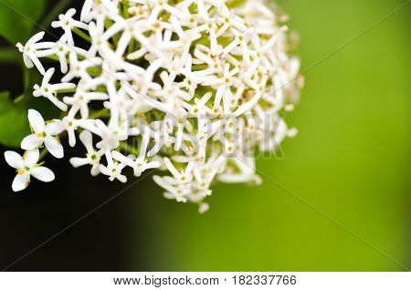 Ixora White flower or white ixora , ixora