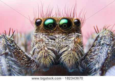 Close - up. jumping spiders on pink background.
