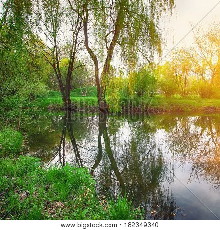 Tranquil Pond With Lush Green Woodland Park in Sunshine. Reflection of trees in water