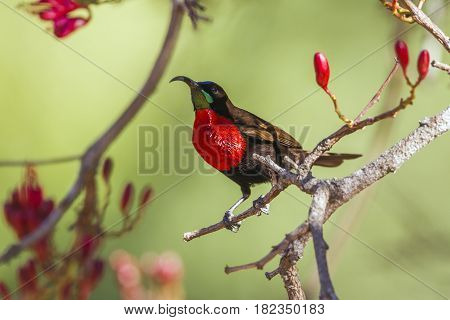 Scarlet-chested sunbird in Kruger national park, South Africa ; Specie Chalcomitra senegalensis family of Nectariniidae