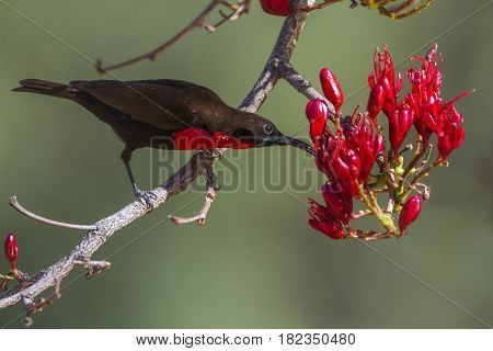 Scarlet-chested sunbird in Kruger national park, South Africa ; Specie Chalcomitra senegalensis family of Nectariniidae
