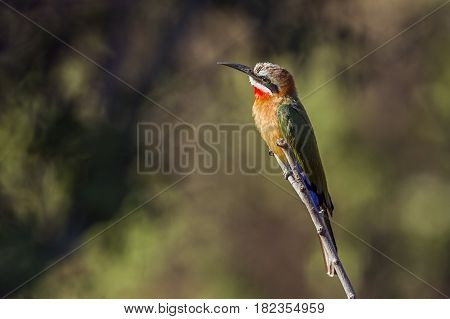 White-fronted bee-eater in Kruger national park, South Africa ; Specie Merops bullockoides family of Meropidae