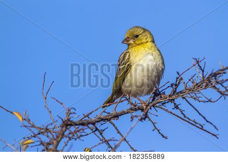 Yellow-fronted canary in Kruger national park, South Africa ; Specie Crithagra mozambica family of Fringillidae