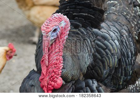 Portrait Of A Turkey With A Big Red Appendage On The Head.